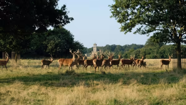 Brewery Yard, Gunton Park, Hanworth, NR11